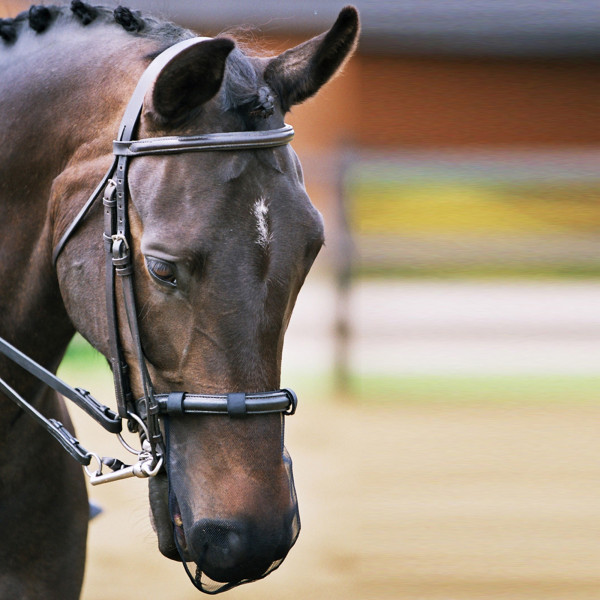 EQUILIBRIUM - Muzzle net for head-shakers