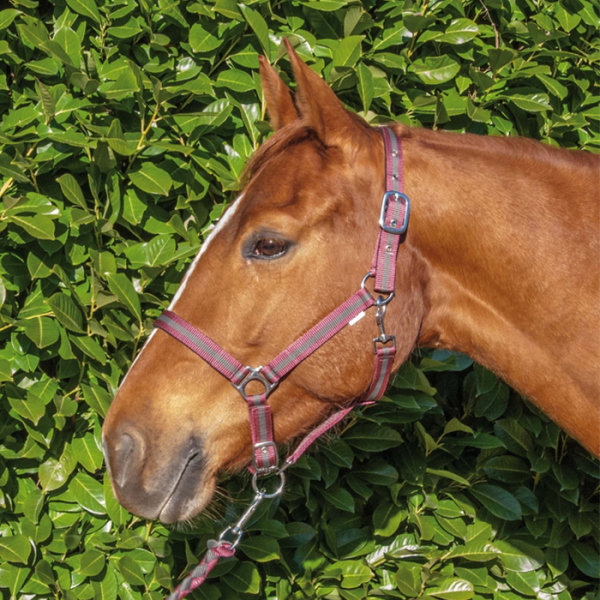 T DE T - Double halter + lead rope