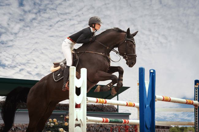 Préparation et récupération physique du cheval de sport